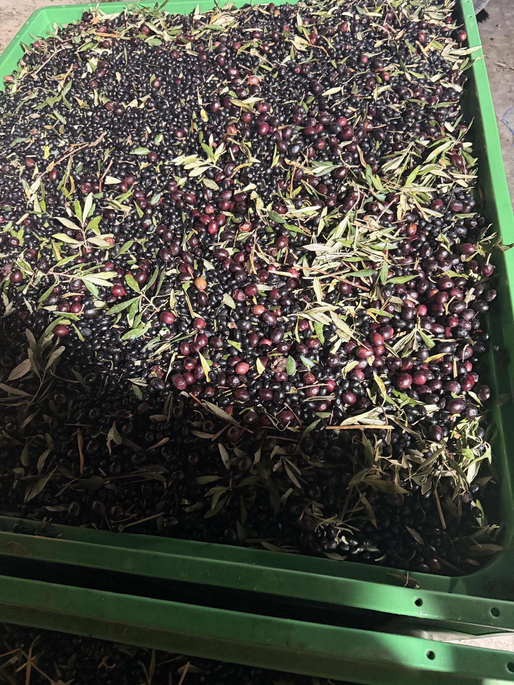 Olives récoltées avec leurs feuilles dans une caisse verte