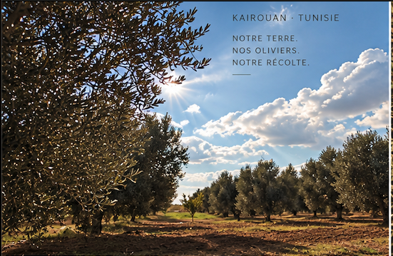 Oliveraie de Kairouan sous un ciel bleu, ouverture du reportage de récolte