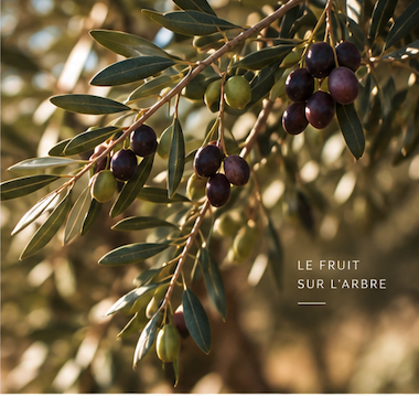 Branche d’olivier chargée d’olives à différents stades de maturité