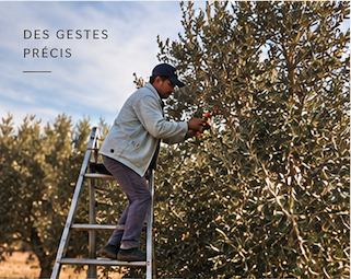 Récoltant sur une échelle, concentré sur les branches de l’olivier