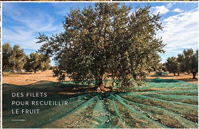 Olivier entier entouré de filets verts prêts à recueillir les olives