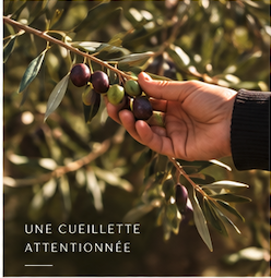 Main tenant délicatement une branche chargée d’olives