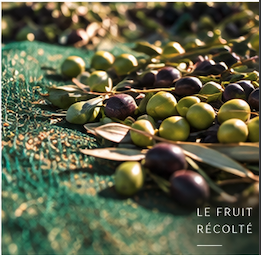 Olives fraîchement récoltées reposant sur le filet