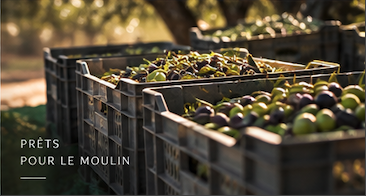 Caisses remplies d’olives prêtes à quitter l’oliveraie