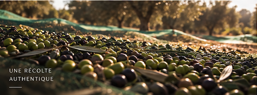 Olives étendues sur les filets dans la lumière de l’oliveraie