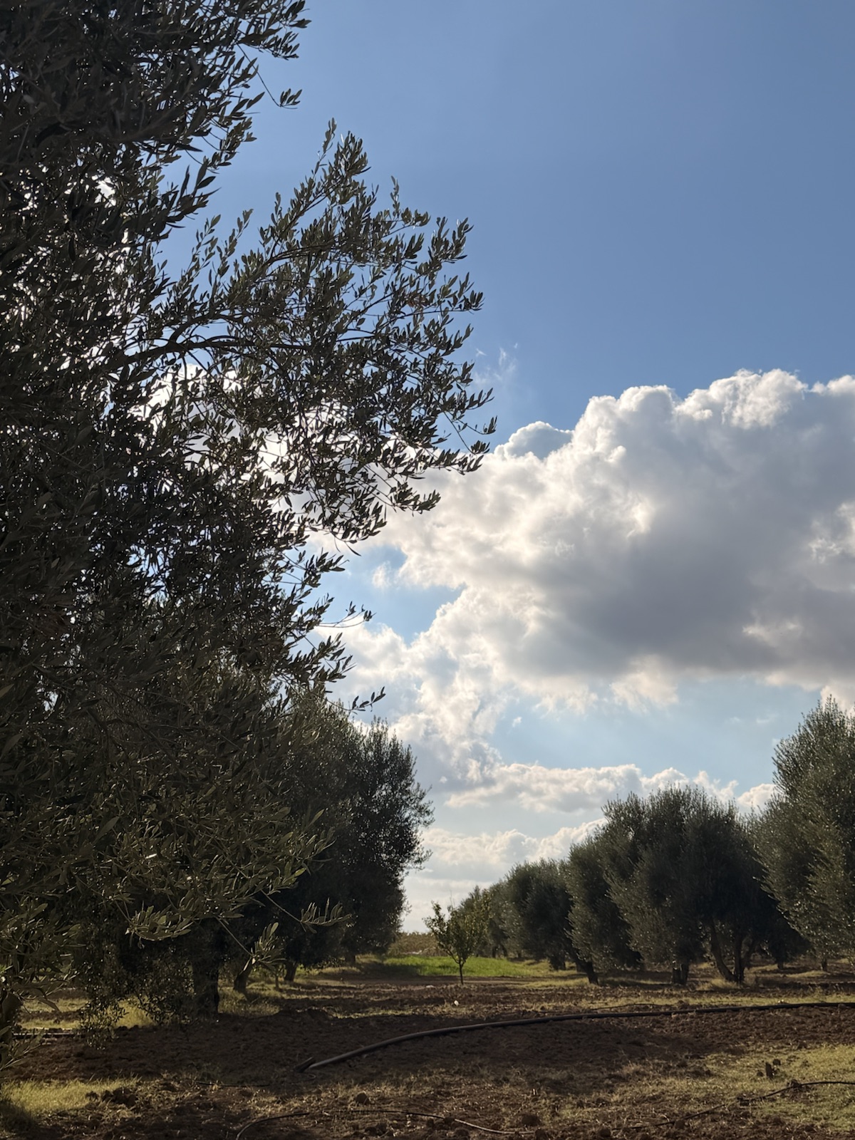 Oliveraie familiale à Kairouan